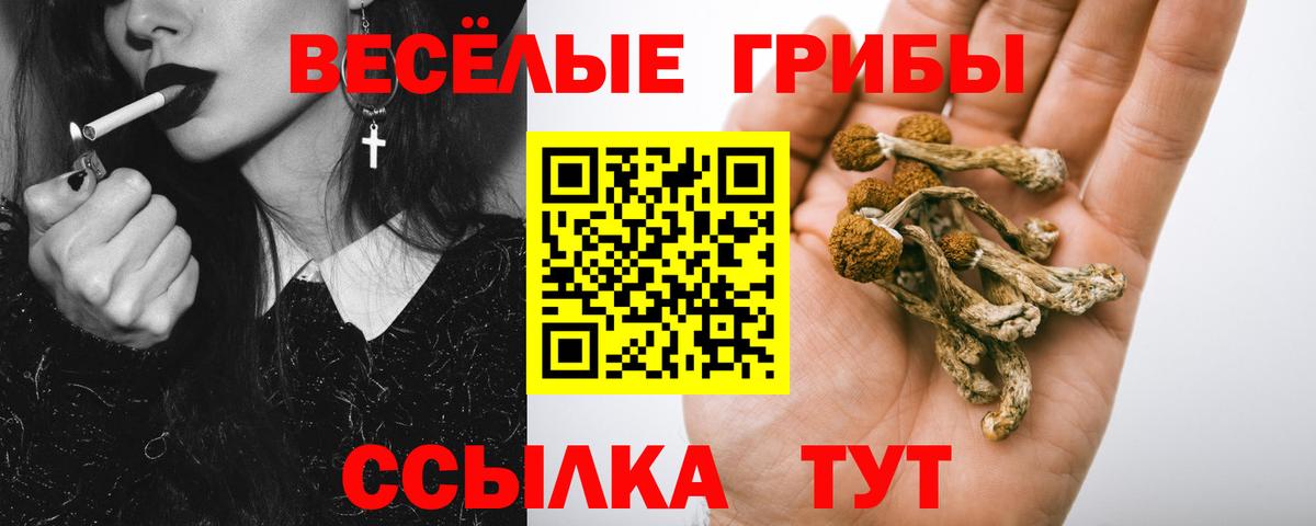 Псилоцибиновые грибы Psilocybine cubensis Гусиноозёрск